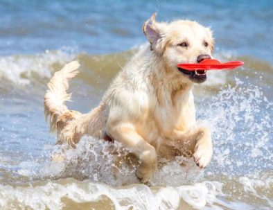 playas para ir con perro